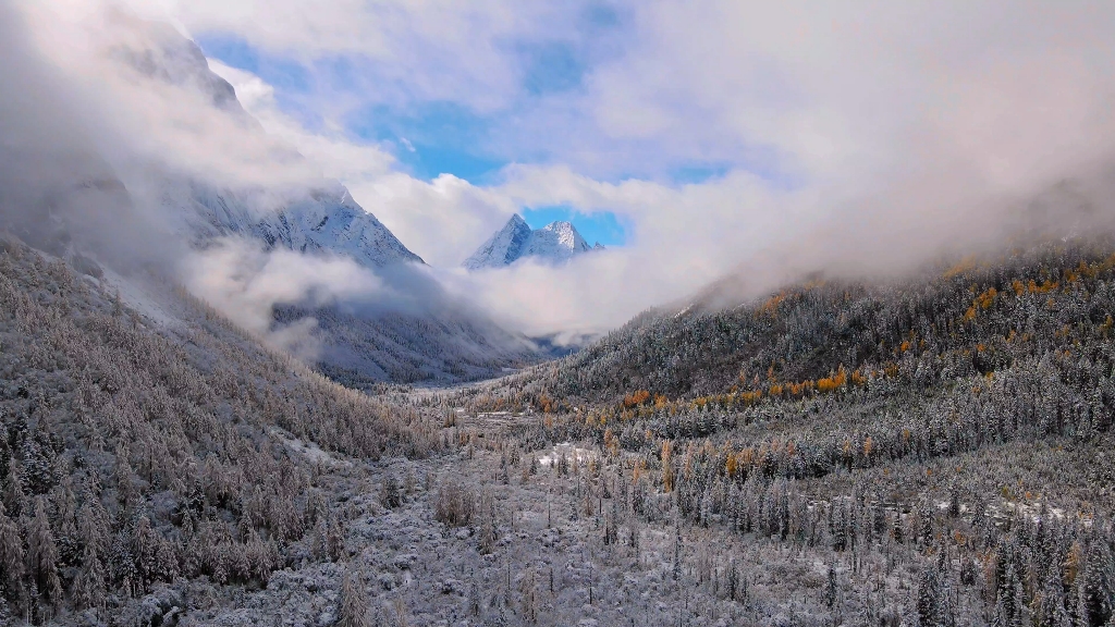 四姑娘山双桥沟红杉林