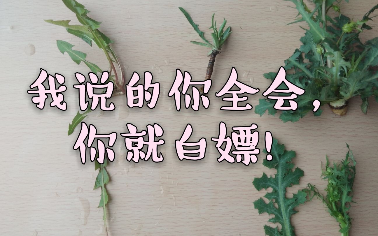 [图]【民间草药】01苦碟子，苦麻子，婆婆丁/你全都认识吗？究竟哪一位冲出了野菜圈？全都知道你就白嫖