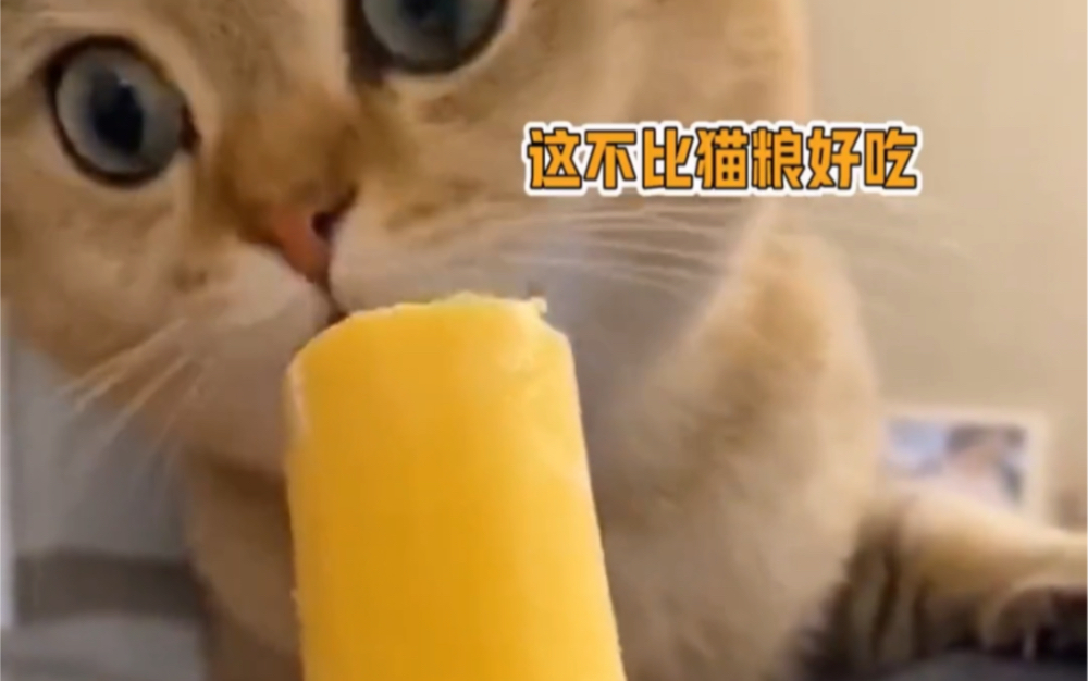 当猫咪第一次吃冰棍!直接震惊猫生