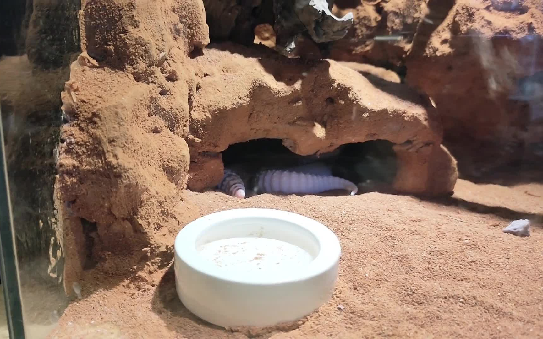 给小守宫换别墅!新手沙漠造景分享_哔哩哔哩_bilibili