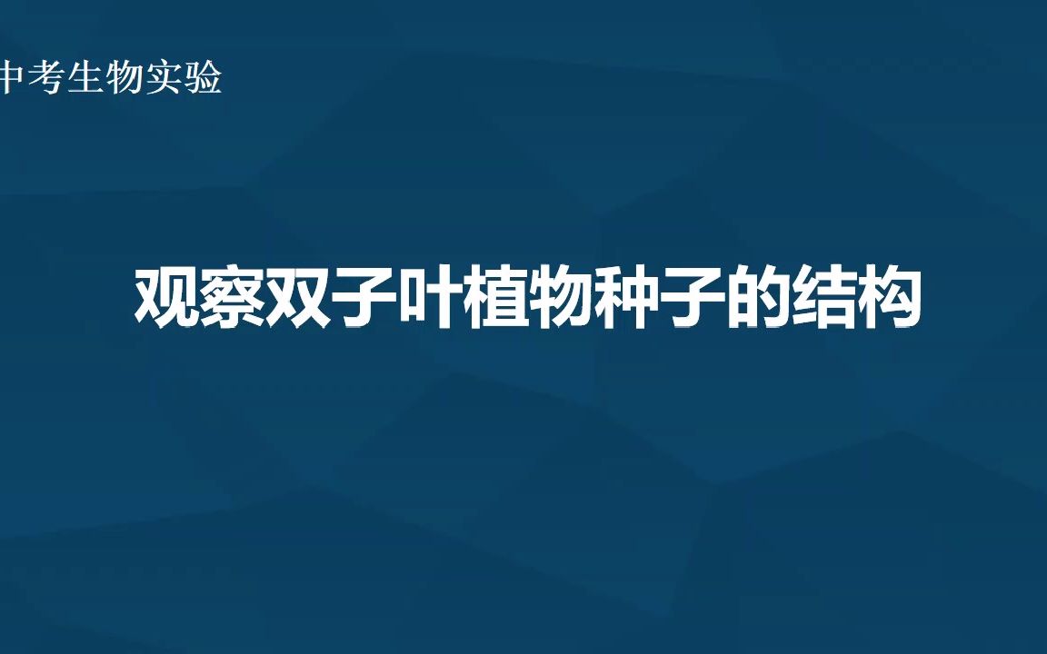 8、观察双子叶植物种子的结构哔哩哔哩bilibili