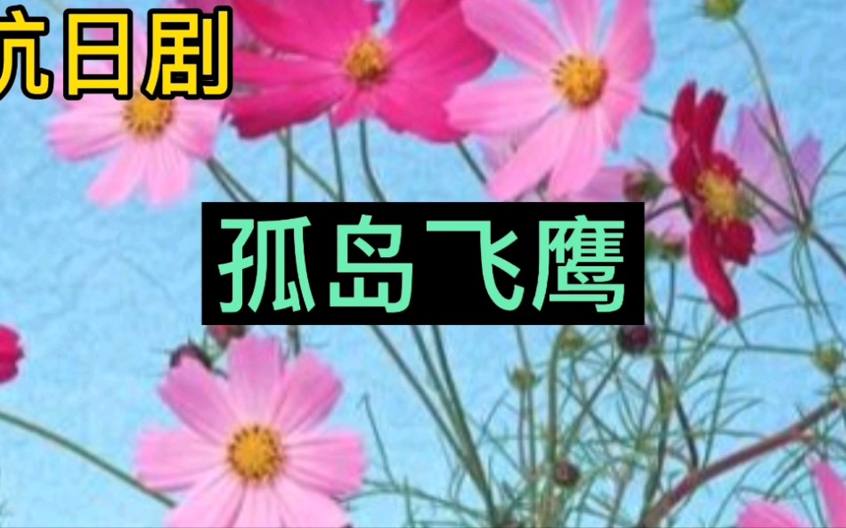 抗日剧(孤岛飞鹰)哔哩哔哩bilibili