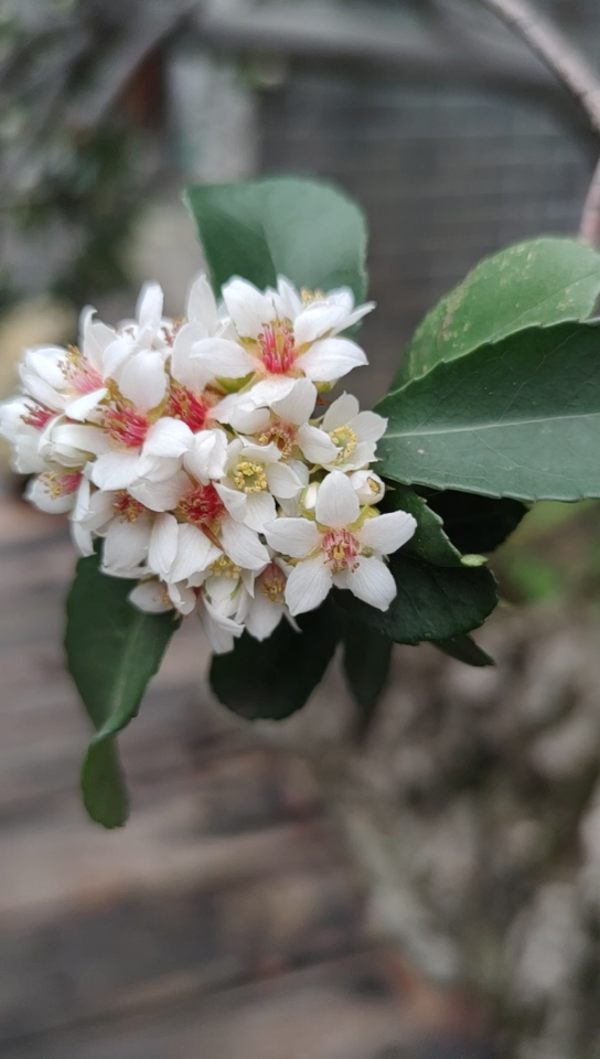 石斑木_哔哩哔哩_bilibili