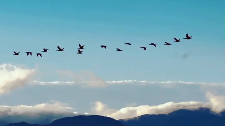 周杰伦今天拍了一群飞鸟发文哥一早拍的祝大家开春大吉可以请他们排成