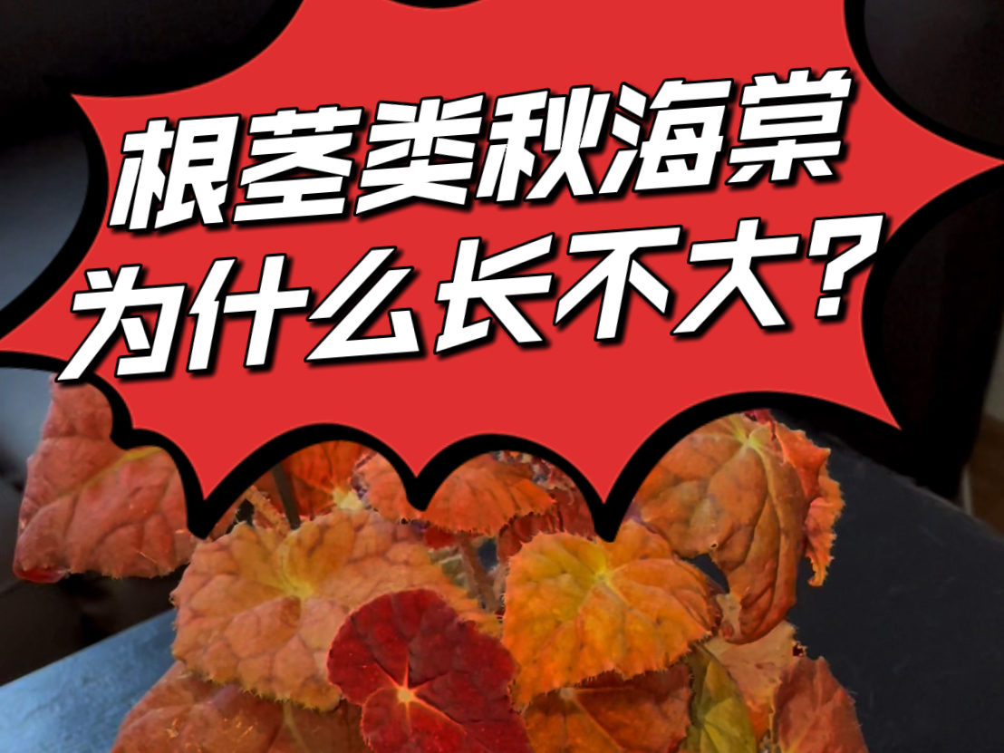 你的秋海棠为什么长不大?哔哩哔哩bilibili