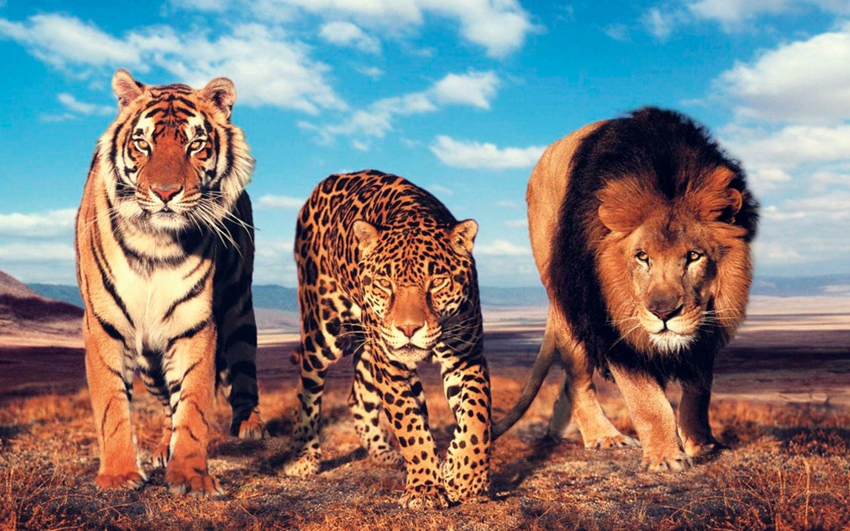 狮子老虎各项数据对比