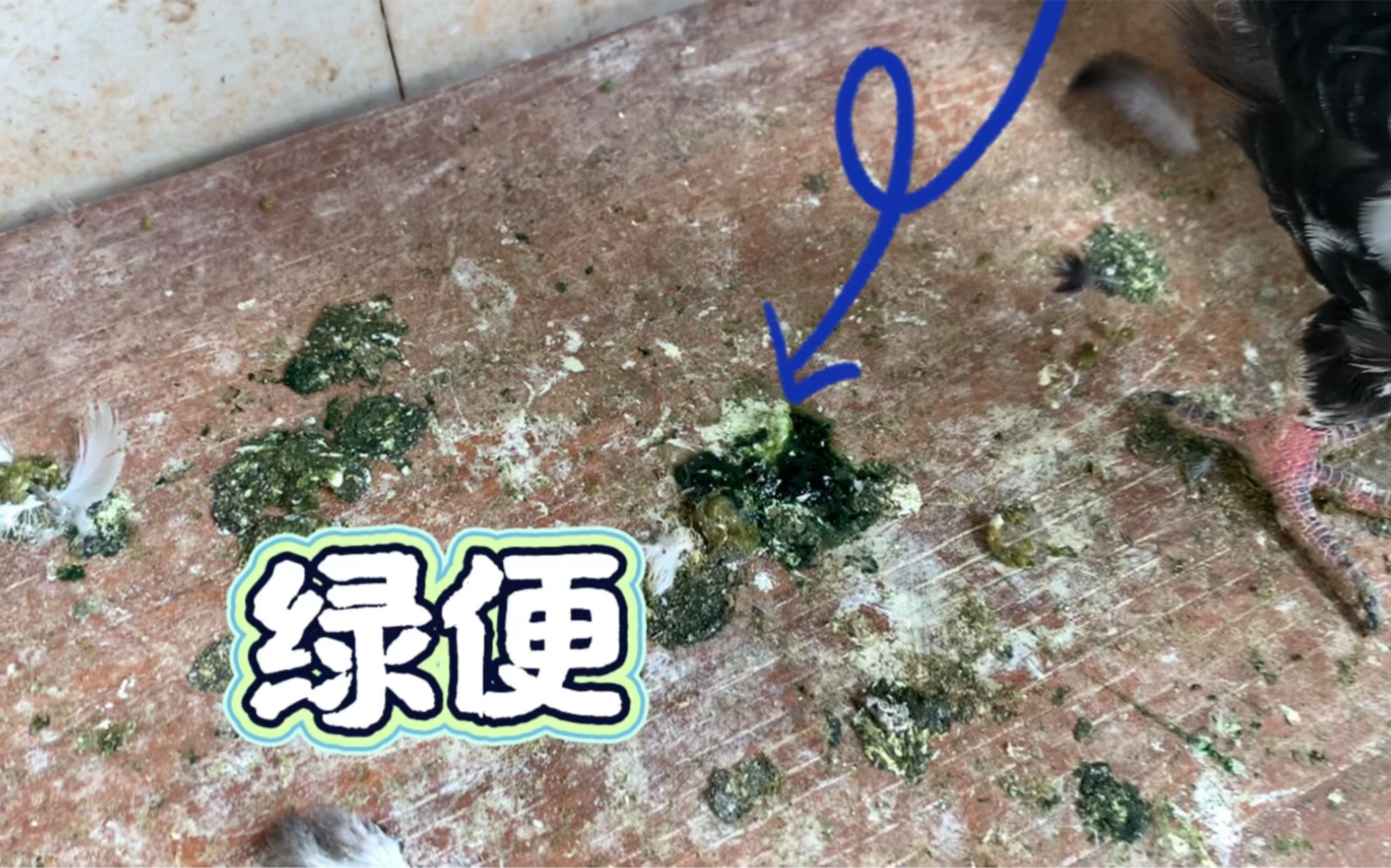 信鸽绿便分几种图解图片