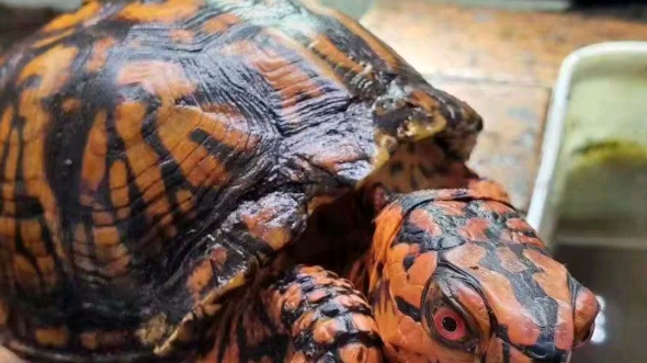 极品墨西哥箱龟