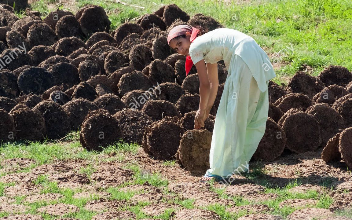 印度特产"牛粪饼",10块一个还供不应求,口味真重!