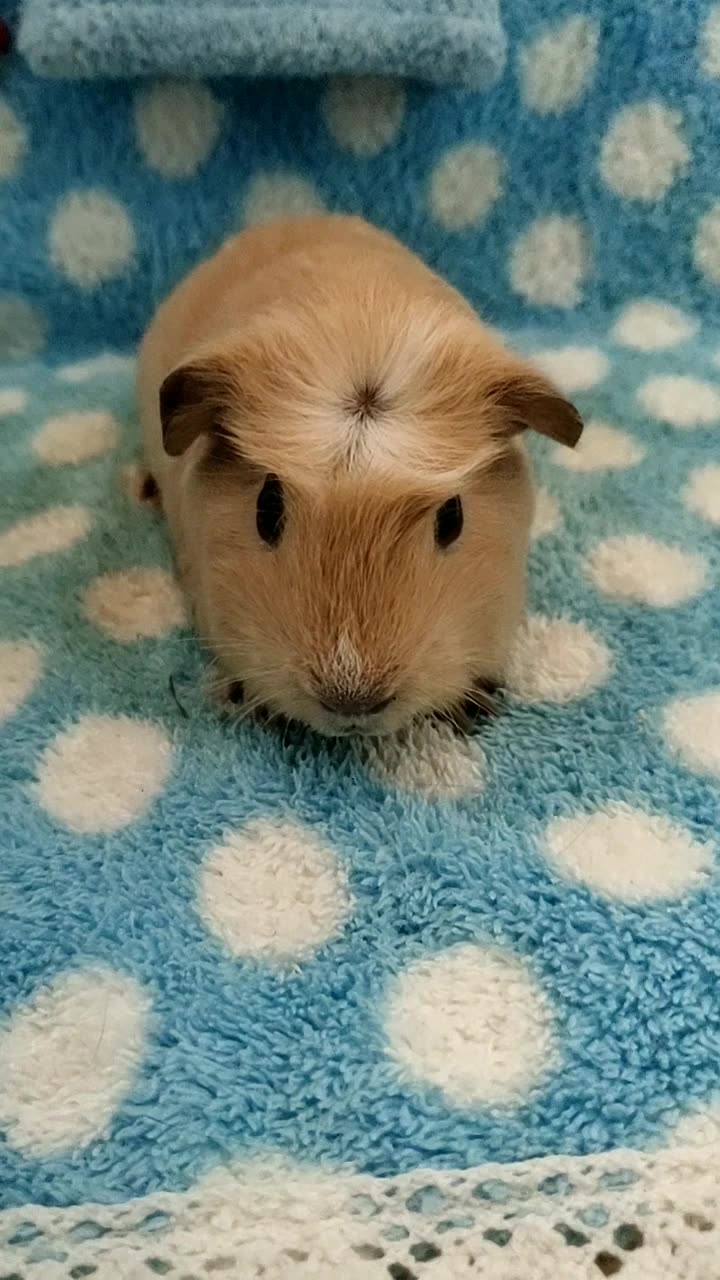 双11特惠 中脸型英种冠毛奶黄色荷兰猪垂耳朵mm,荷兰猪豚鼠1个月20多