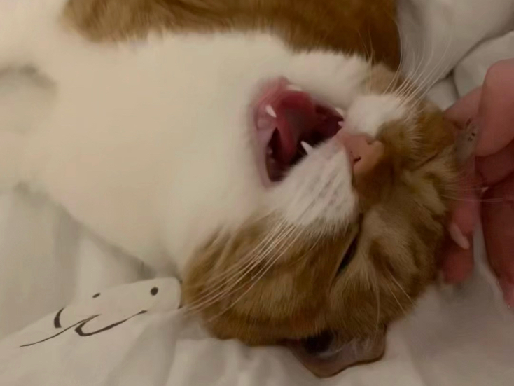 小嘴胶黏还夹没声…这种小猫咪猫味最重了！！
