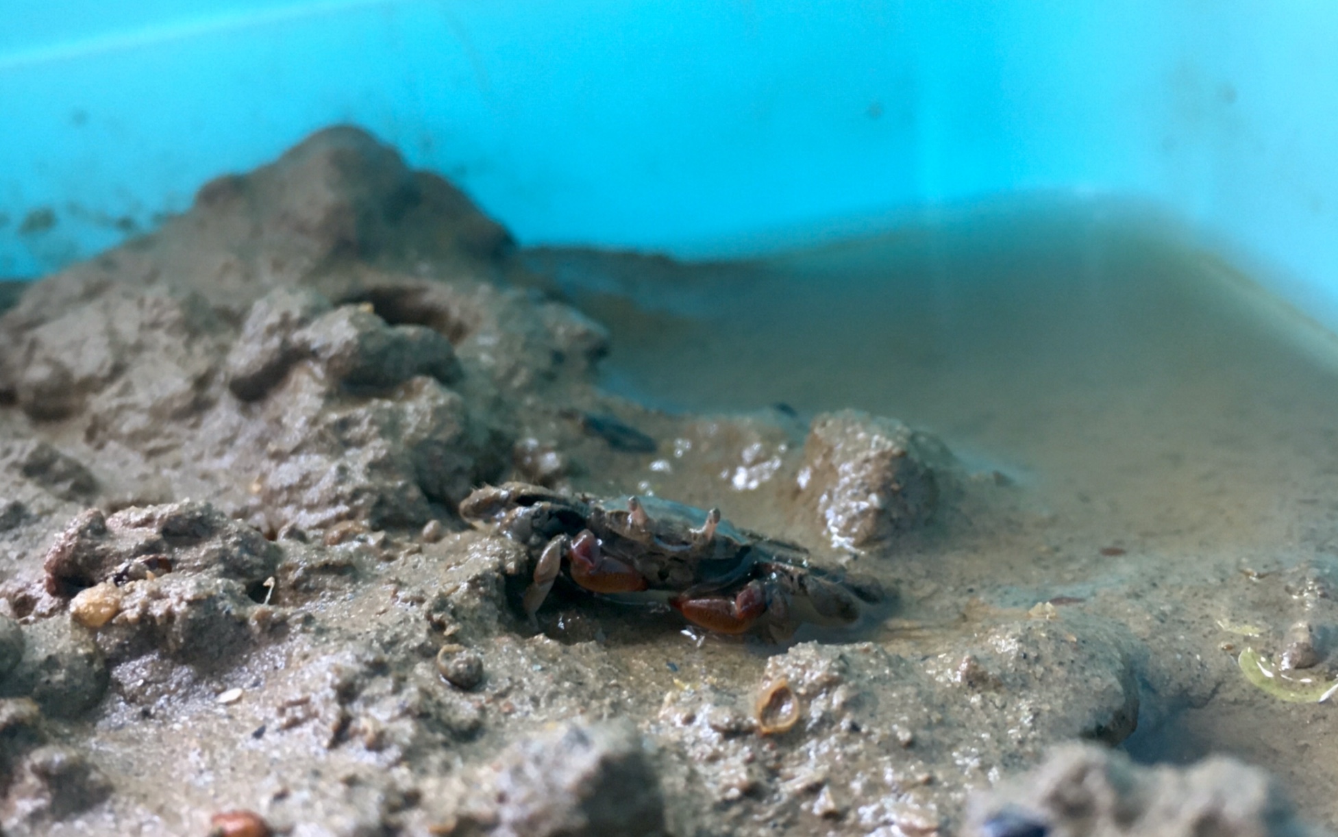 谭式泥蟹&弧边管招潮蟹&拟闭口蟹-午后用餐