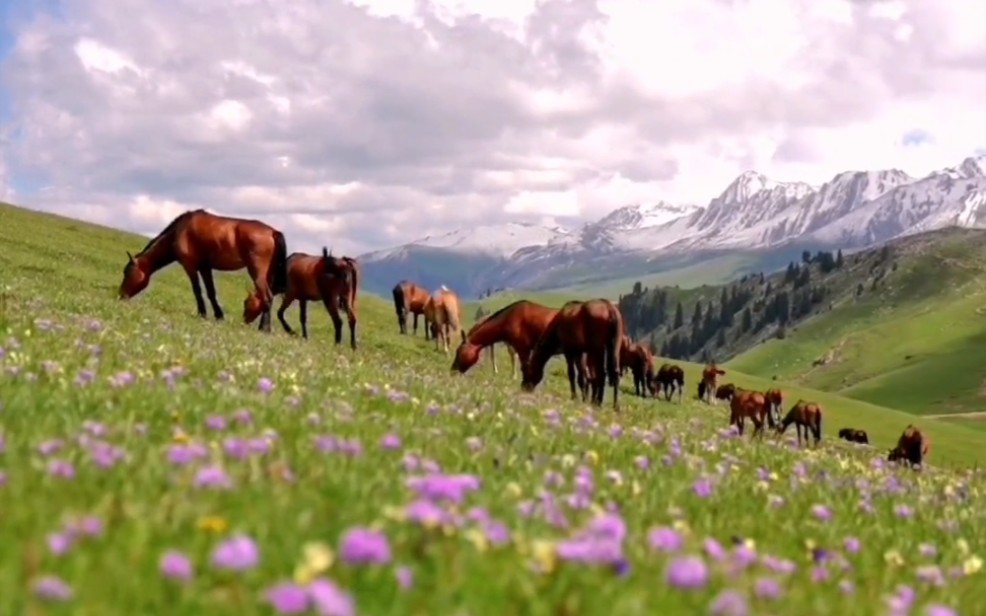 [图]塞上江南，伊犁花开，体验最美的草原风景