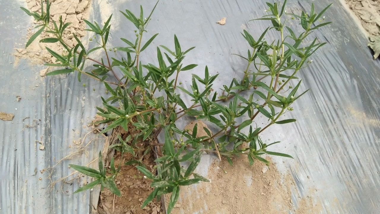 白花蛇舌草认识吗?可以煲凉茶下火很好,用处多多非常好的