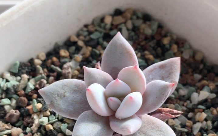 多肉植物 嫦娥 Echeveria SangA 母本为卡罗拉 父本为雪莲 叶片卵形 肥厚 叶正面较平整或略凸起 叶背圆弧状凸起 叶前端钝形具短尖 叶披粉哔哩哔哩bilibili