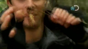 盘点那些贝爷吃过的虫子 第一集 哔哩哔哩 つロ干杯 Bilibili