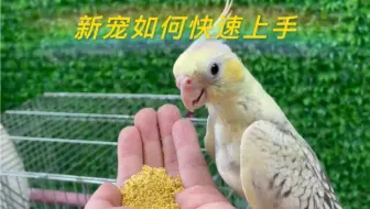 新到家的鹦鹉，怎样让它快速上手和你玩耍