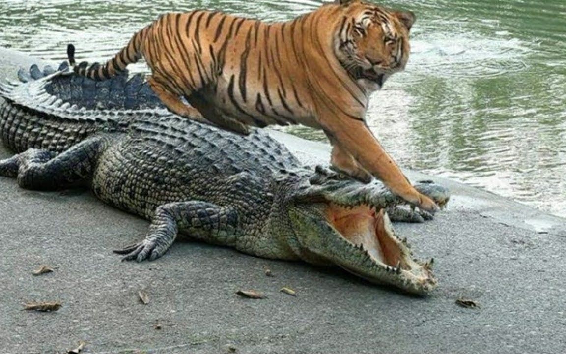 胆大鳄鱼竟敢袭击百兽之王,瞬间就被老虎秒杀,镜头记录全过程!