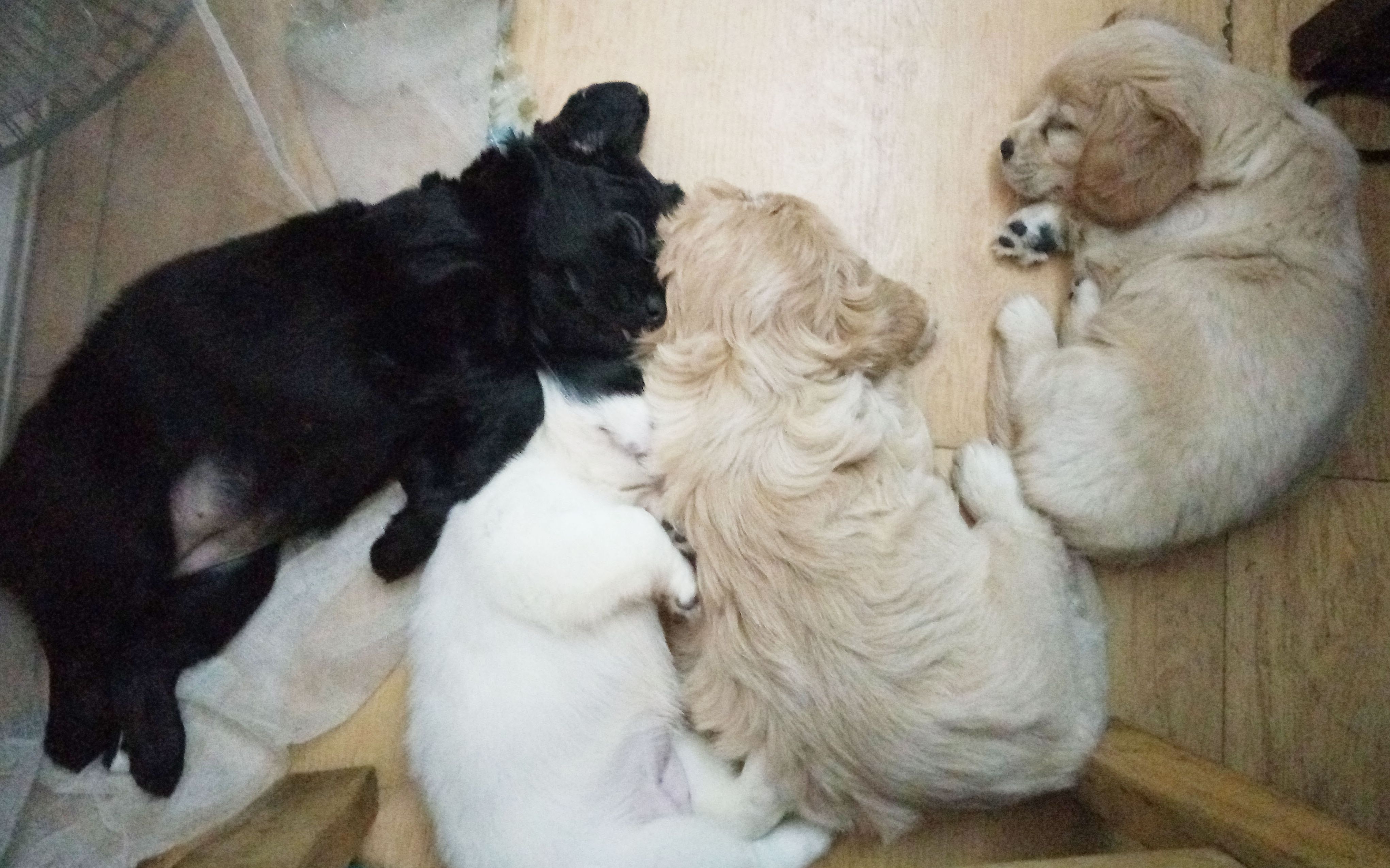 【汪汪汪】一群小奶狗的激萌成长史