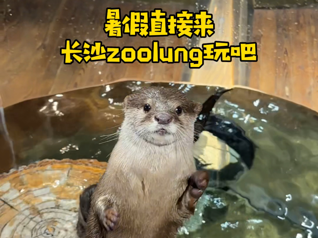 暑假直接来长沙zoolung玩吧!哔哩哔哩bilibili