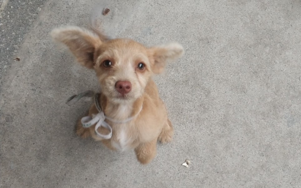 路边的大耳朵小奶狗,兴奋到尾巴疯狂扫地