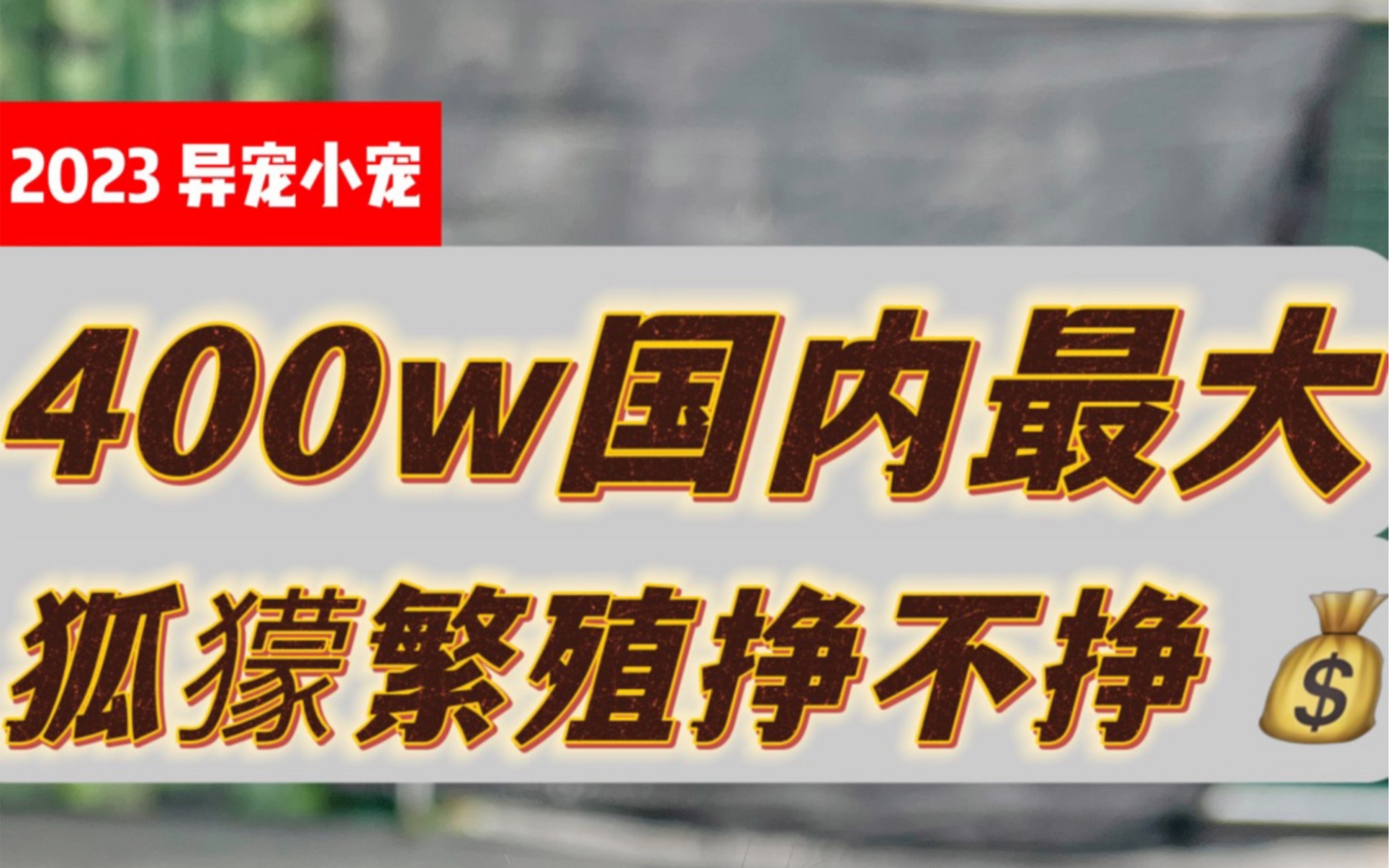 400w国内最大狐獴繁殖挣不挣钱哔哩哔哩bilibili