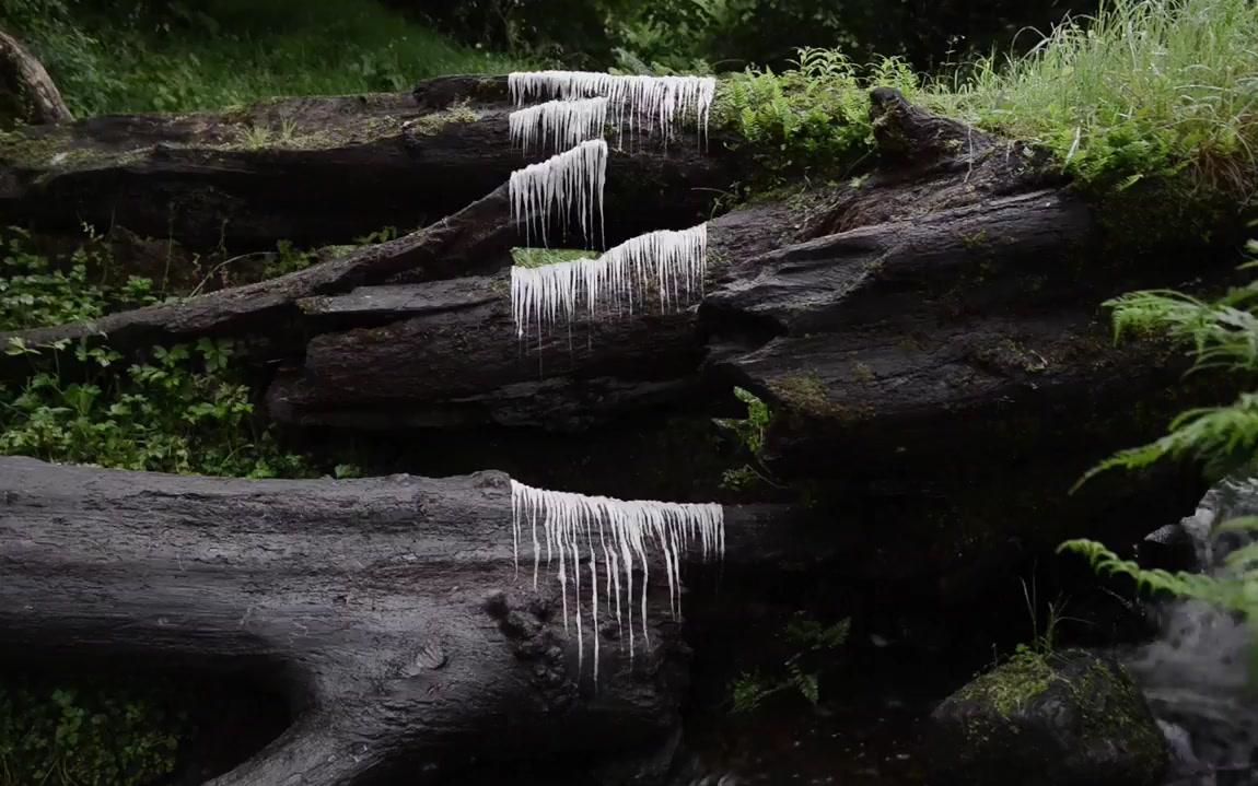 [图]大地艺术丨Andy Goldsworthy：Leaning Into the Wind（2017）预告片