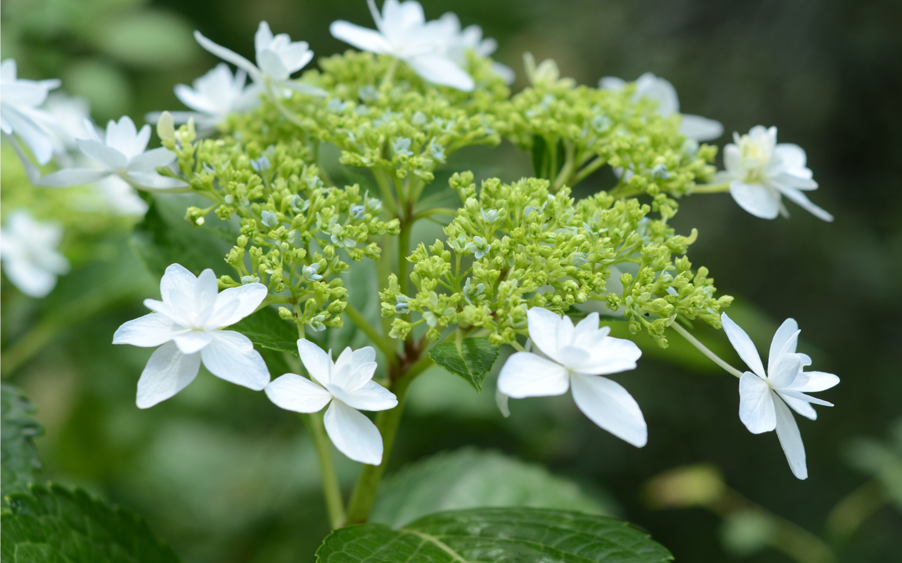 不走寻常路平顶绣球泉鸟推荐