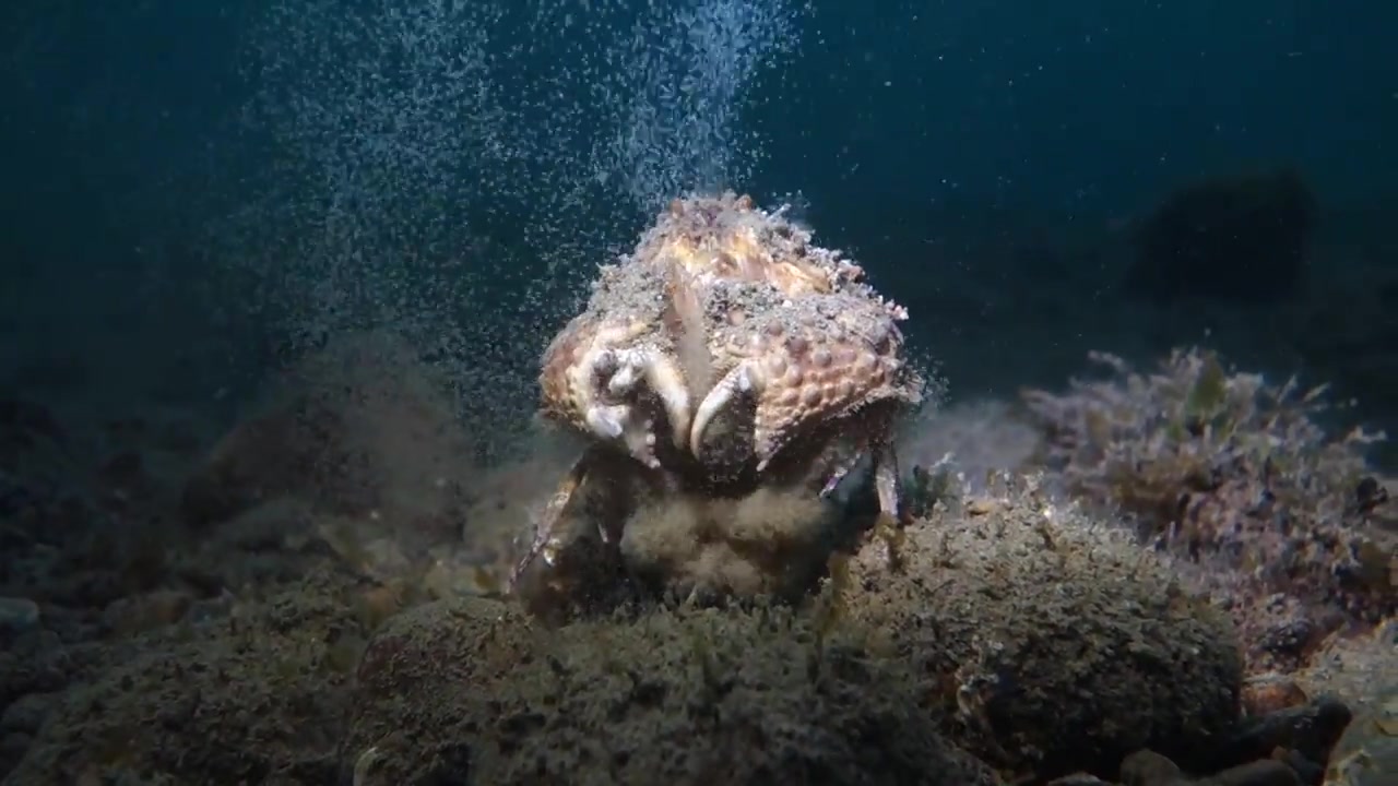 youtube馒头蟹释幼