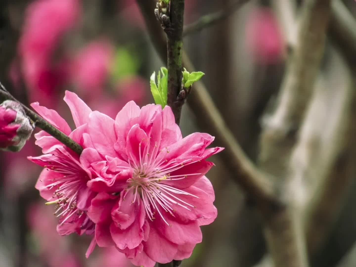 桃花图片真实 最美图片