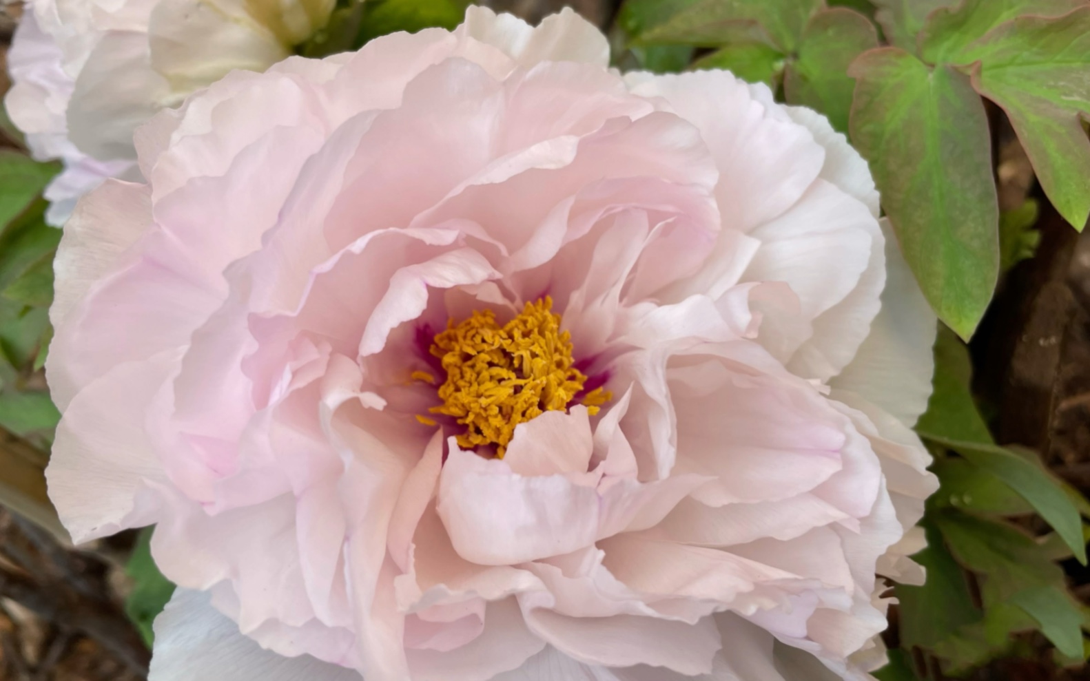 蓝月亮牡丹绽放