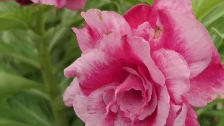 沙漠玫瑰中的"龙凤牡丹",花大色艳,雍容华贵,温度适宜,四季开花