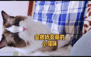 Download Video: 会卖萌的小猫咪你们喜欢吗？