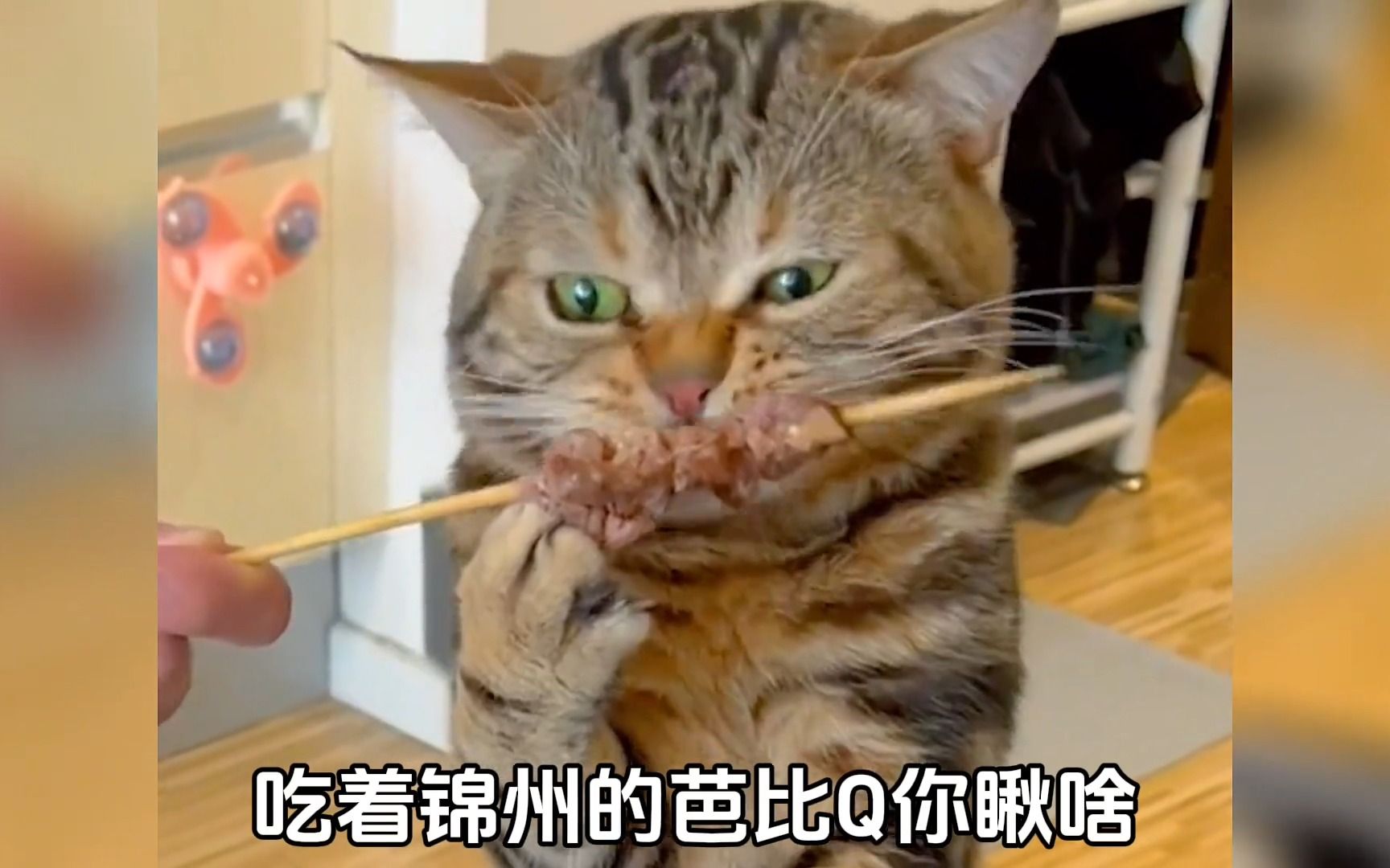 [图]全州之歌猫咪版