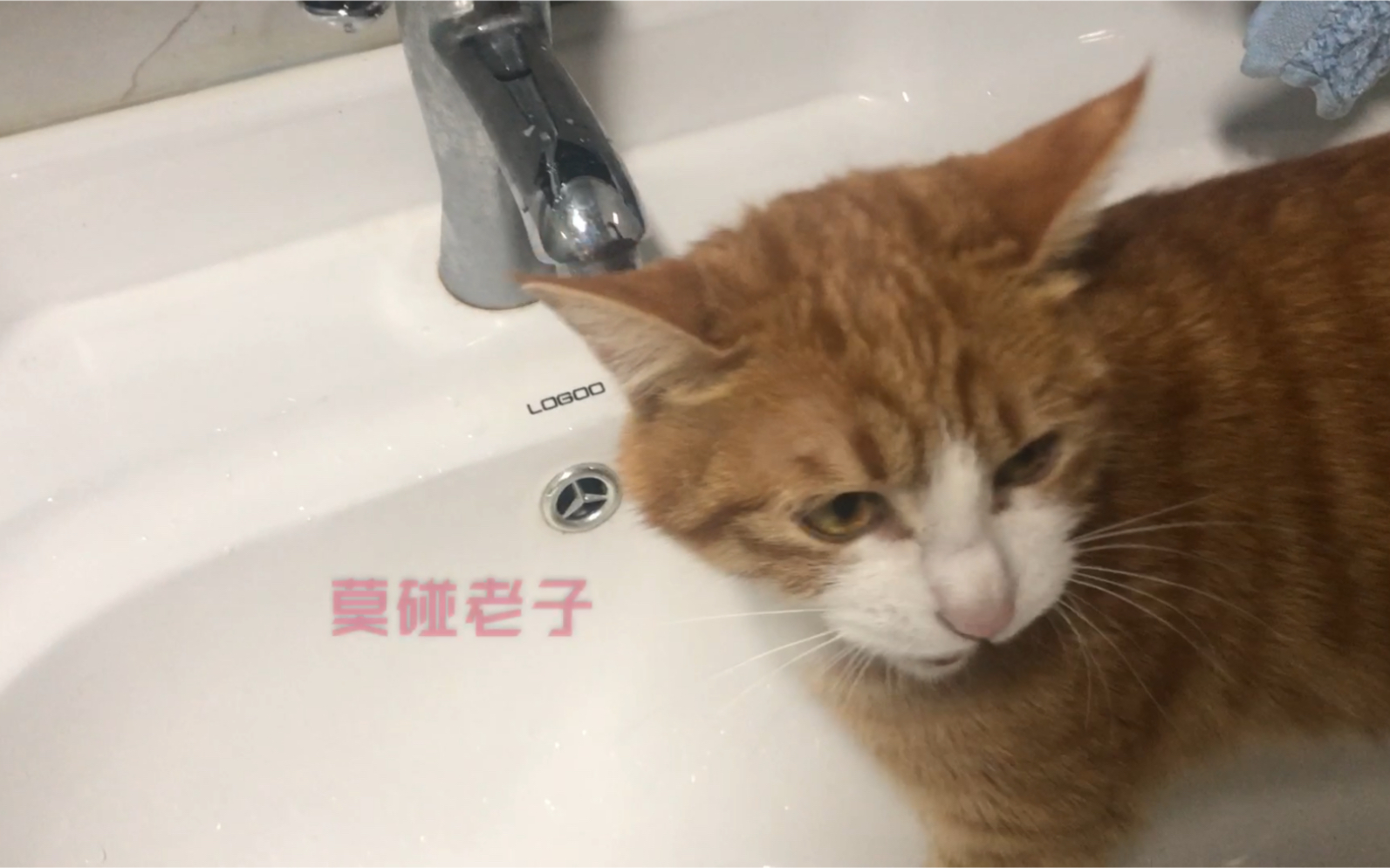 逐渐暴躁的猫咪,快点给我水喝