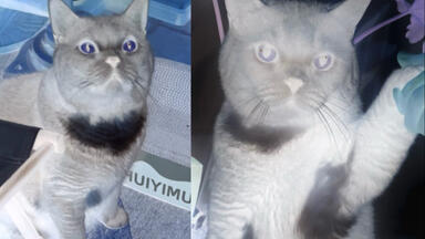 网上真的能学到东西，自查猫咪皮肤病