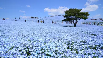 粉蝶花 ネモフィラ Nemophila 別名 瑠璃唐草 喜林草 哔哩哔哩 Bilibili
