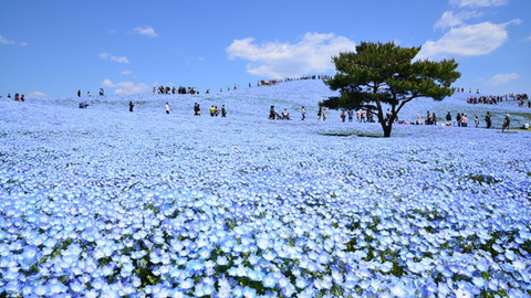 粉蝶花 ネモフィラ Nemophila 別名 瑠璃唐草 喜林草 哔哩哔哩 Bilibili