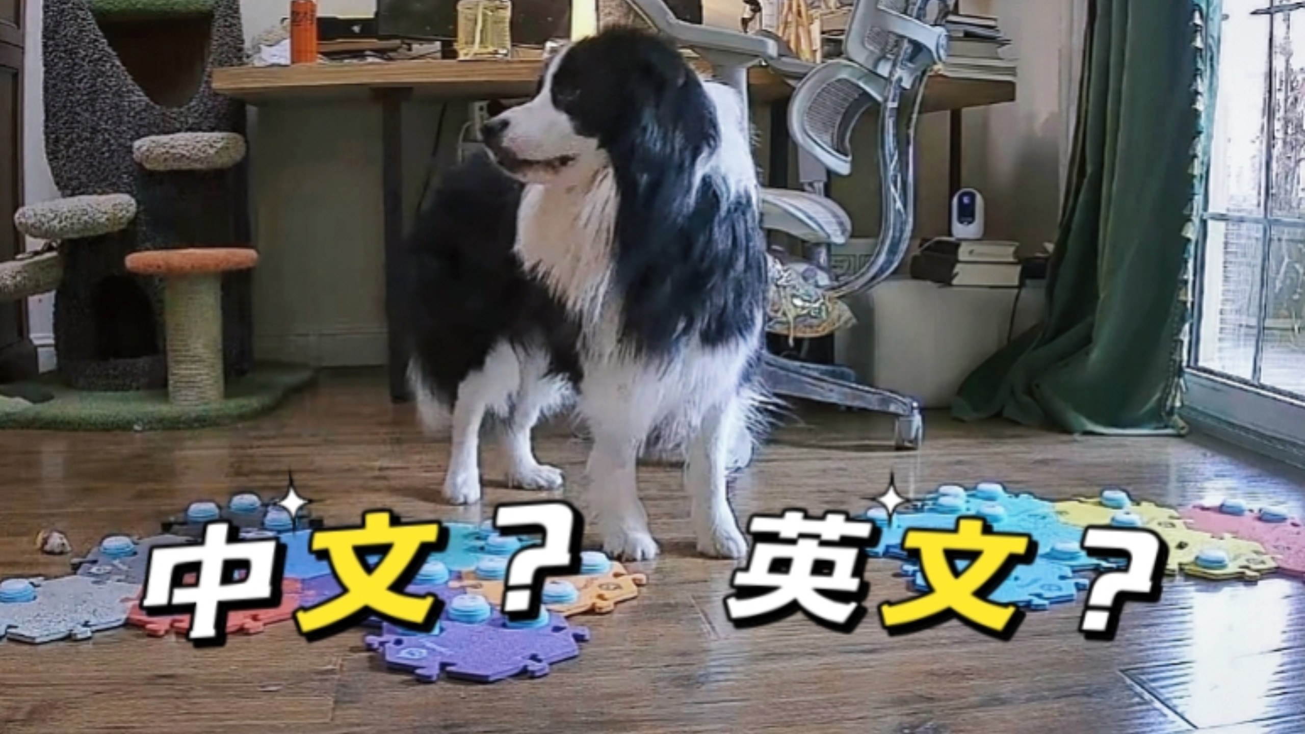 小狗小狗,你为什么中文英文一起讲呀?-猫猫派掌门-猫猫派掌门-哔哩哔哩视频