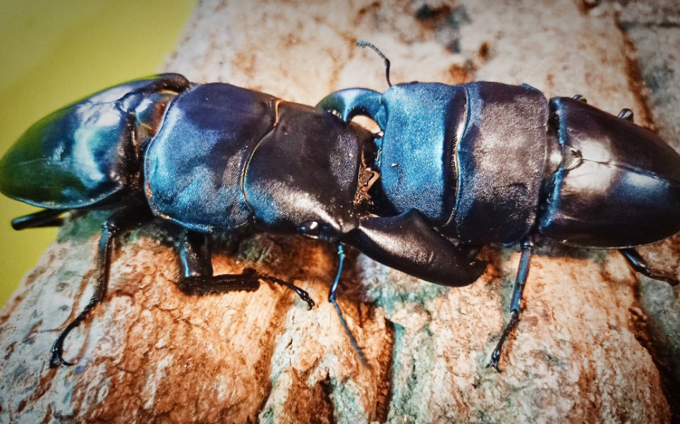 8 南亚扁锹打72mm长牙美型中国大锹_哔哩哔哩 (゜-゜)つロ 干杯~-bili