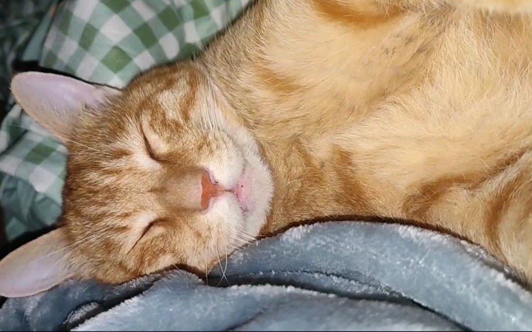 活动  今天也是认真睡觉的猪猪猫