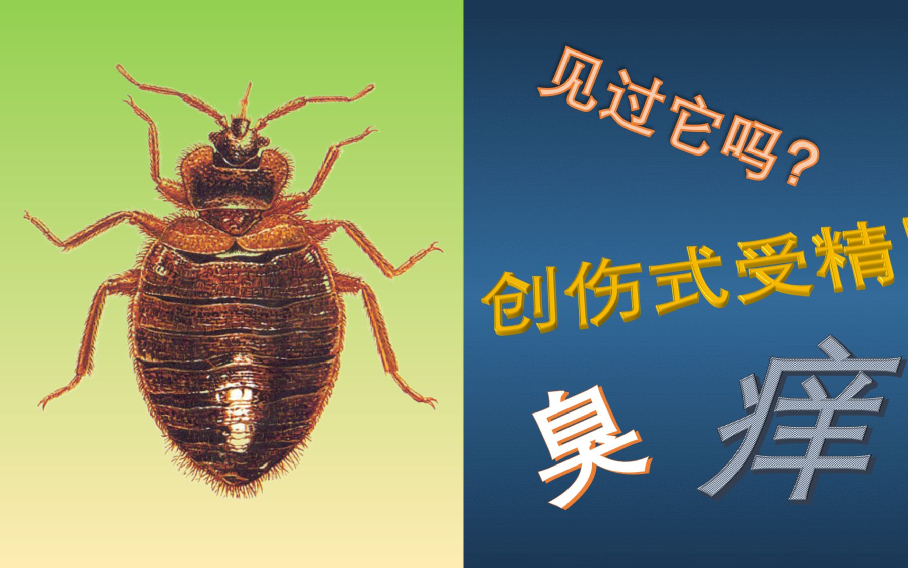 身边的吸血魔王之臭臭虫胆小勿入