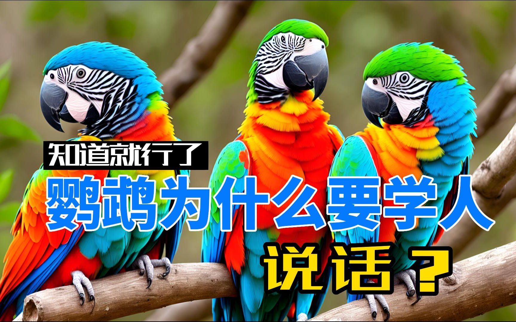 鹦鹉为什么要学人说话?