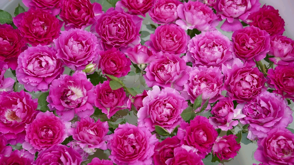 壁纸 花 桌面 1024_576