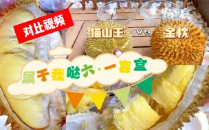 Download Video: 这是一条猫山王🆚金枕榴莲的对比视频