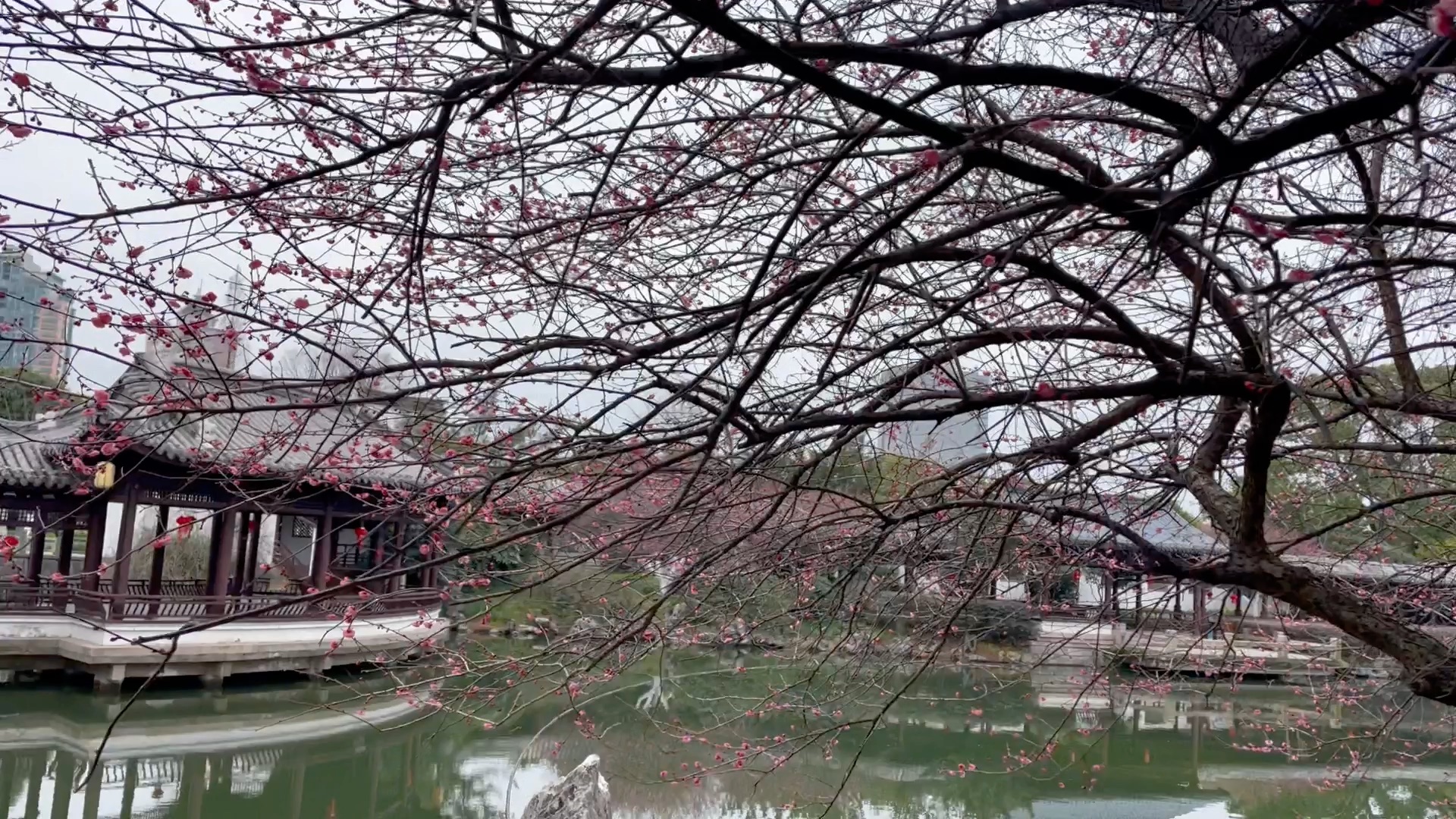 《宁波月湖倚梅园》