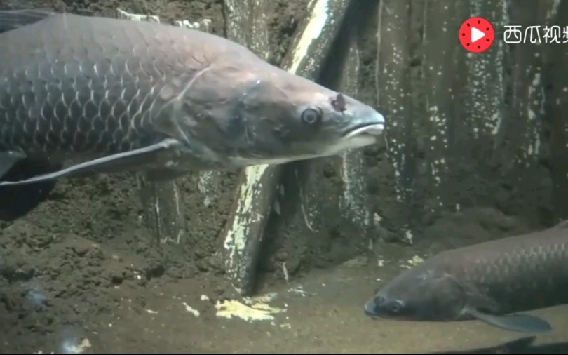 [图]【搬运】水族馆中的青鱼