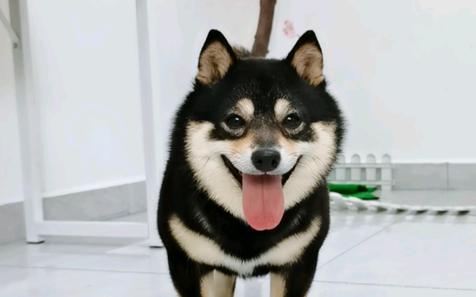 活动  有谁会拒绝一只可爱又调皮的小黑豆柴呢