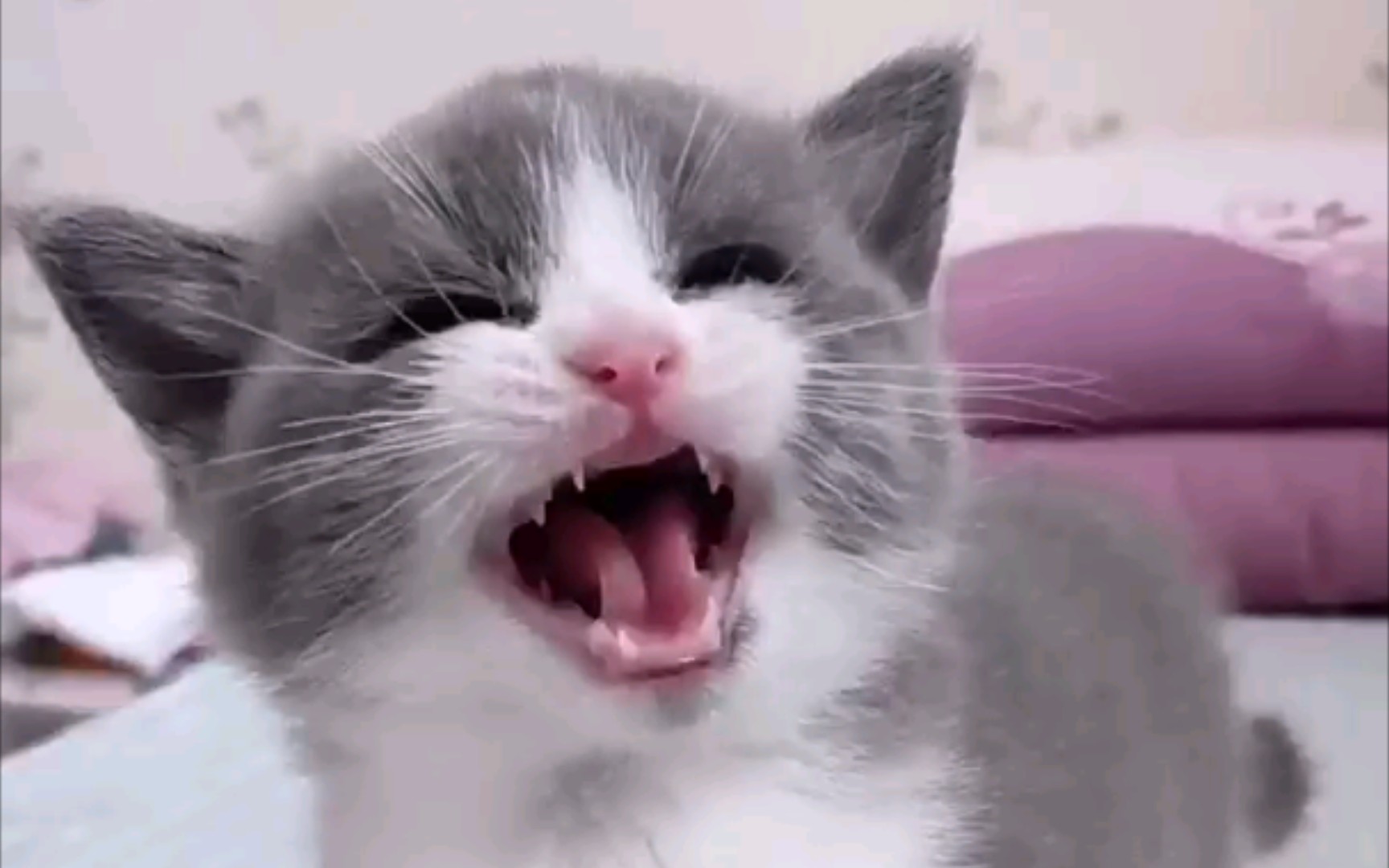 活动作品awsl恶龙咆哮合集