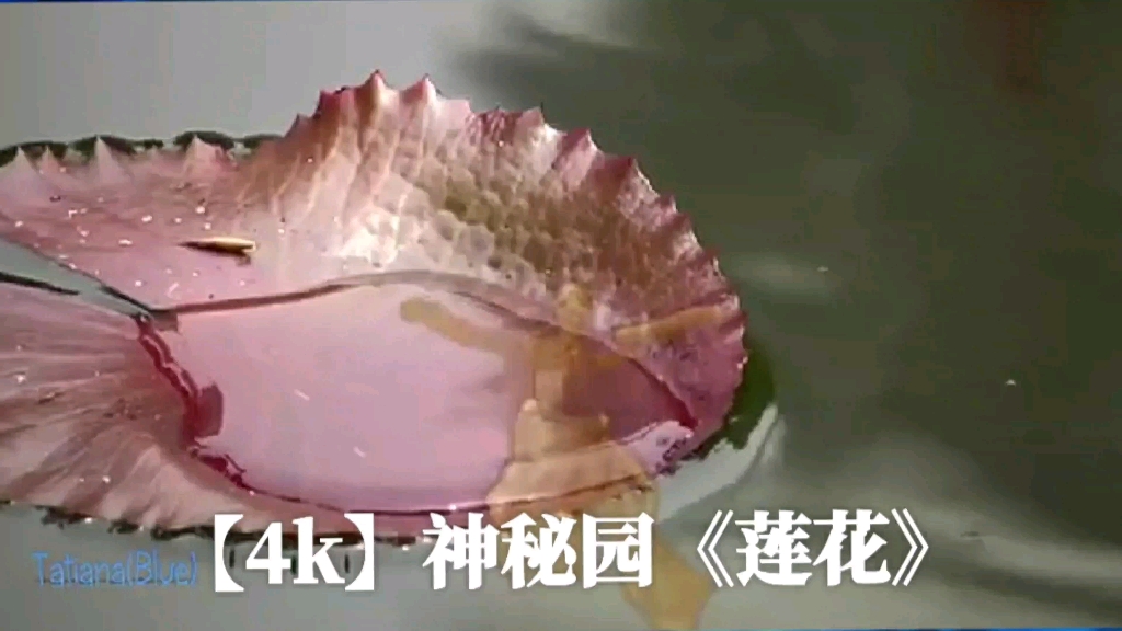 莲花《Lotus》Secret Garden神秘园哔哩哔哩bilibili